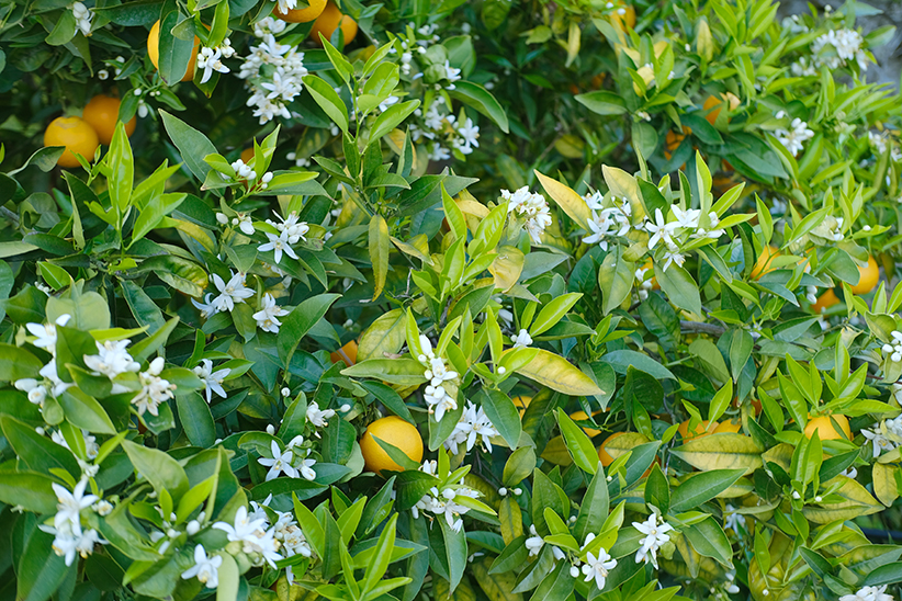 España aceites esenciales, plantación de cítricos