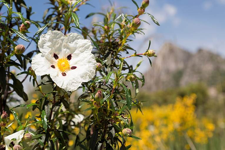 España aceites esenciales, flor de jara