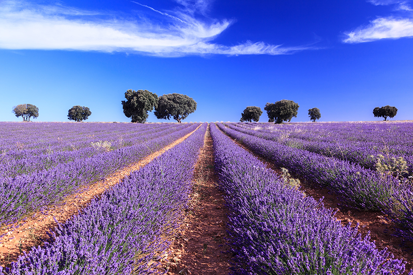 España aceites esenciales, campo de lavanda