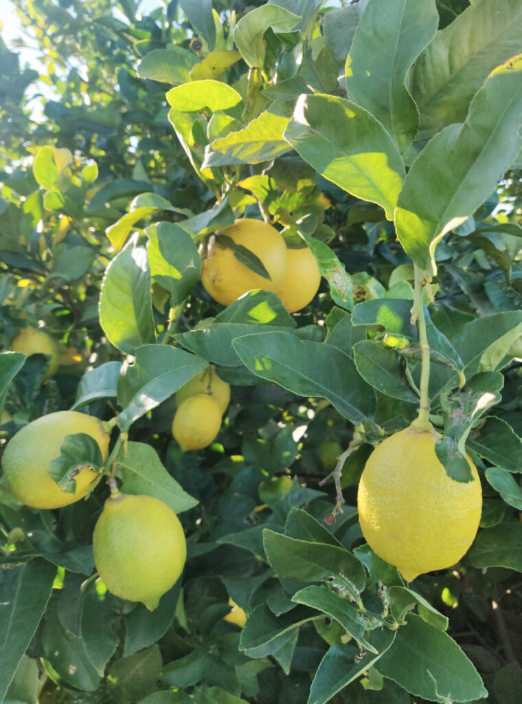 AEFAA recibe a autoridades europeas para dar a conocer el cultivo del limón, ejemplo de desarrollo sostenible de gran valor para el sector F&F