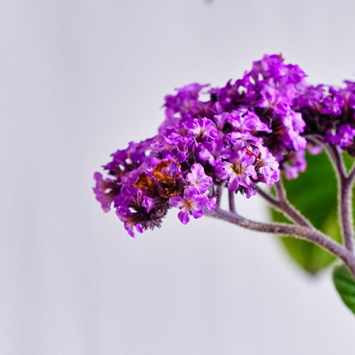 purple heliotrope in white background