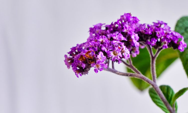 purple heliotrope in white background