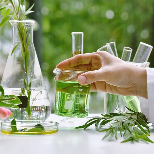 Scientist with natural drug research, Natural organic and scientific extraction in glassware, Alternative green herb medicine, Natural skin care beauty products, Laboratory and development concept.