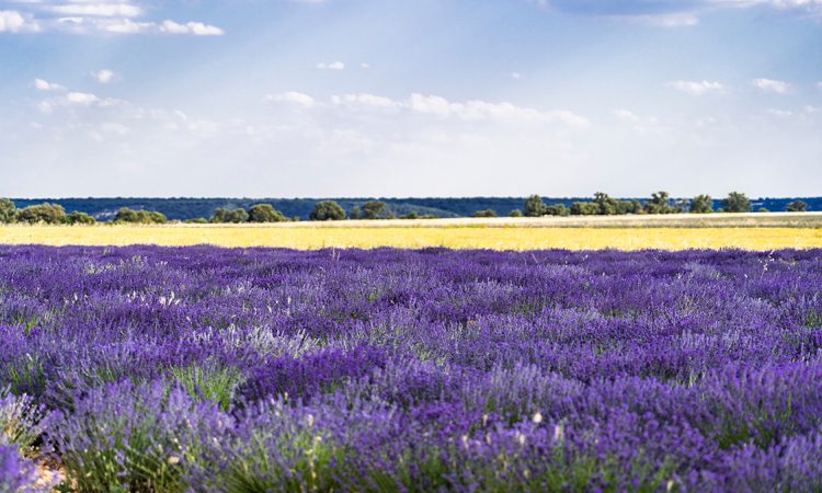 Hitos de sostenibilidad de la industria de fragancias y aromas