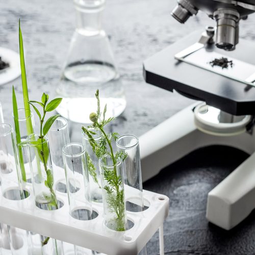 Biotechnology laboratory with plants and microscope on table.
